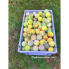 BLACK FRIDAY DEAL - 100 x tennisballen (€0.19)